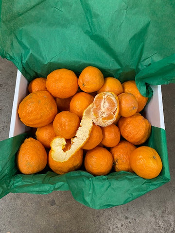 Gold Nugget tangerines
