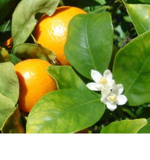Large Ojai Pixies – Friend's Ranches