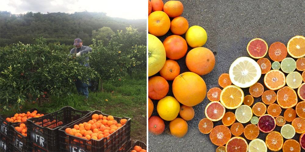 Carlos harvesting Tahoe Gold Tangerines & Bounty of Friend's Ranch varieties in February