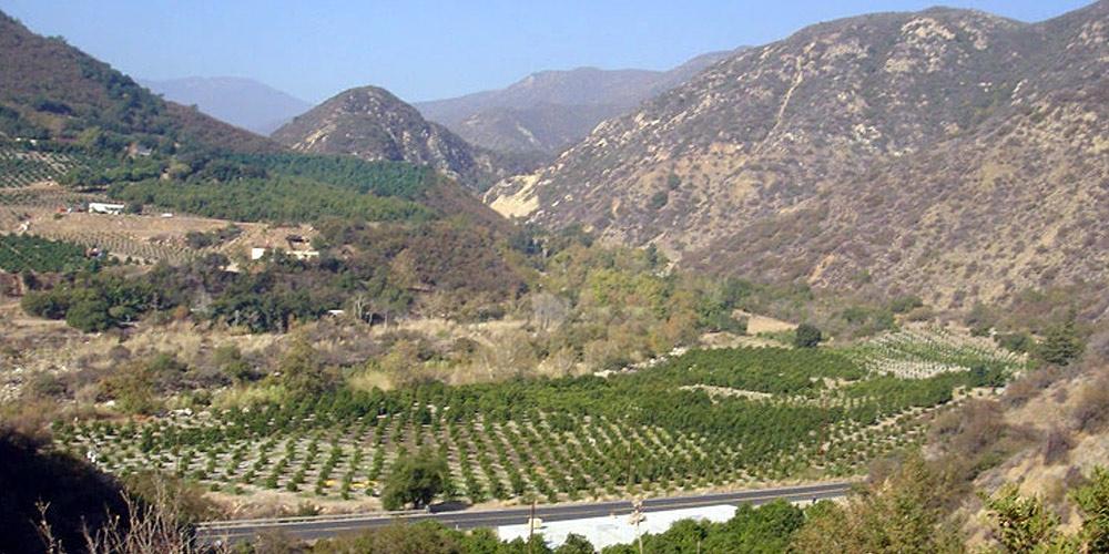 Friend's Sheldon Ranch where we grow over 50 varieties of citrus for farmers' markets and local sales.