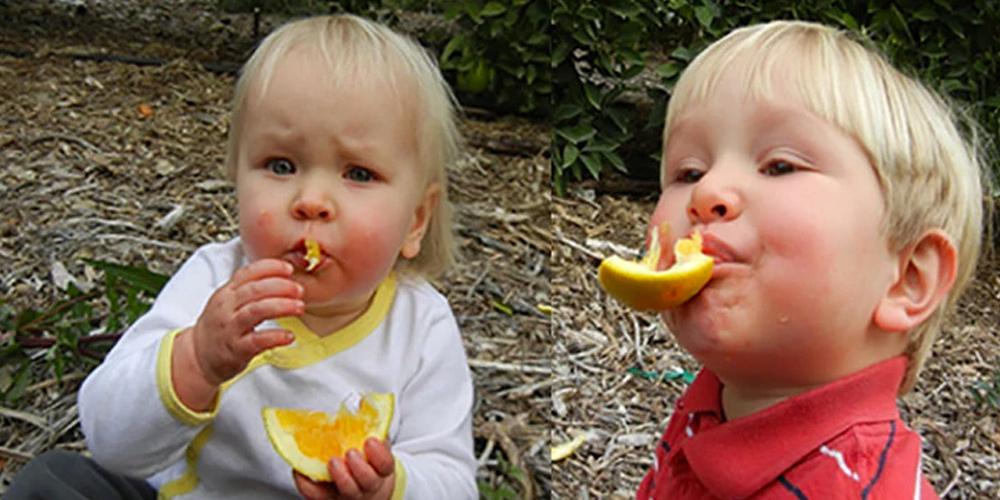 The youngest generation of the Friend family enjoying Navel oranges in the orchard.