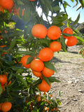 W.Murcott tangerines