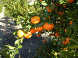 W.Murcott tangerines