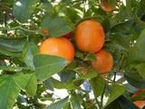 W.Murcott tangerines