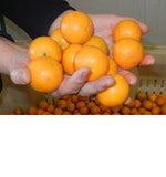 Liddle Ojai Pixie Tangerines