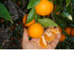 Ojai Pixie Tangerines (shipping starts in March)